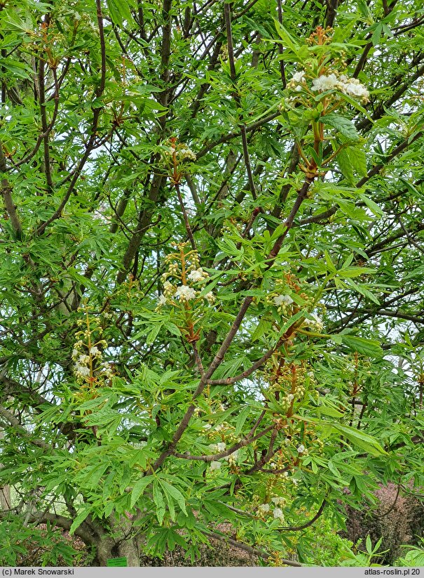 Aesculus hippocastanum Digitata