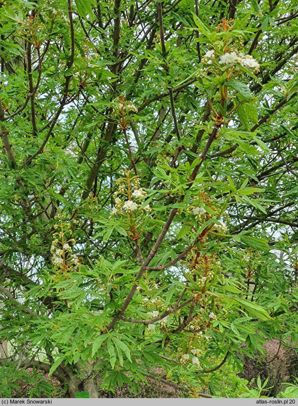 Aesculus hippocastanum Digitata