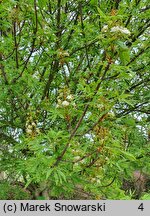 Aesculus hippocastanum Digitata