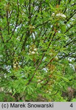 Aesculus hippocastanum Digitata