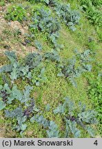 Crambe maritima (modrak morski)