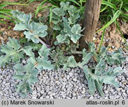 Crambe maritima (modrak morski)