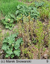 Osmunda regalis (długosz królewski)