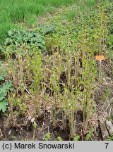 Osmunda regalis (długosz królewski)