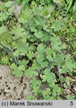 Macleaya cordata (bokkonia sercowata)