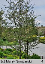 Nothofagus antarctica (bukan antarktyczny)