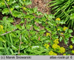 Nothofagus antarctica (bukan antarktyczny)