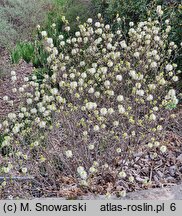 Fothergilla ×intermedia KLMtwo