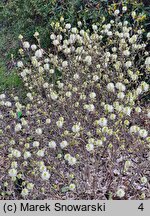 Fothergilla ×intermedia KLMtwo