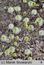 Fothergilla ×intermedia KLMtwo