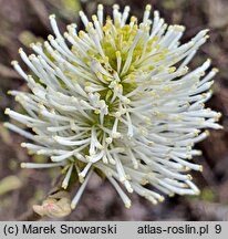 Fothergilla ×intermedia KLMtwo