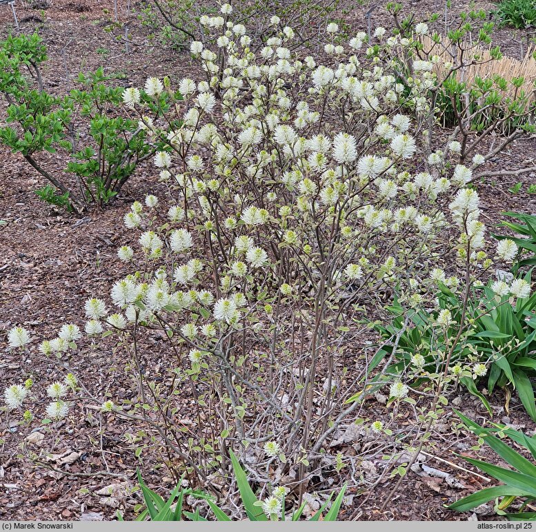 Fothergilla ×intermedia Mount Airy