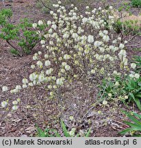 Fothergilla ×intermedia Mount Airy