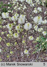 Fothergilla ×intermedia Mount Airy