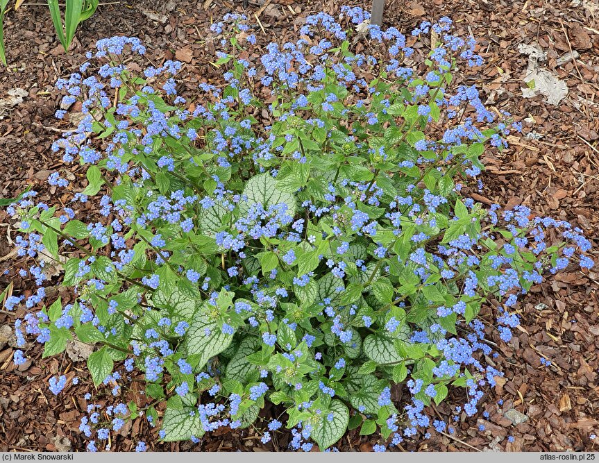 Brunnera macrophylla King's Ransom