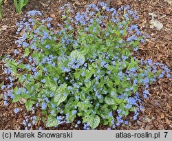 Brunnera macrophylla King's Ransom