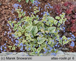 Brunnera macrophylla King's Ransom