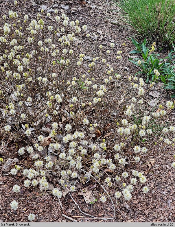 Fothergilla gardenii Harold Epstein