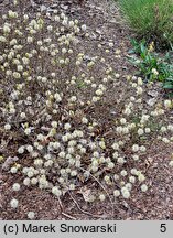 Fothergilla gardenii Harold Epstein