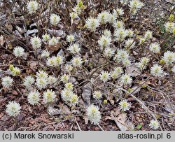 Fothergilla gardenii Harold Epstein