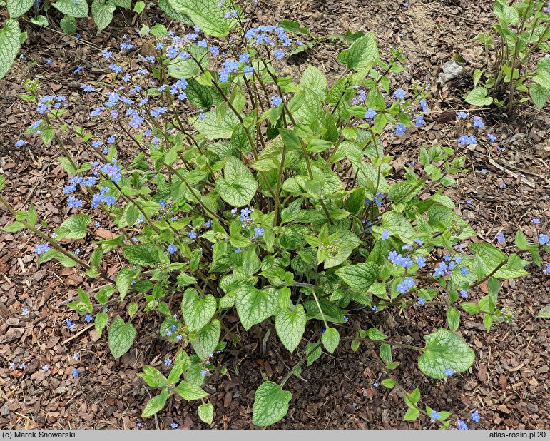 Brunnera macrophylla Alexander's Great