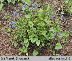 Brunnera macrophylla Alexander's Great