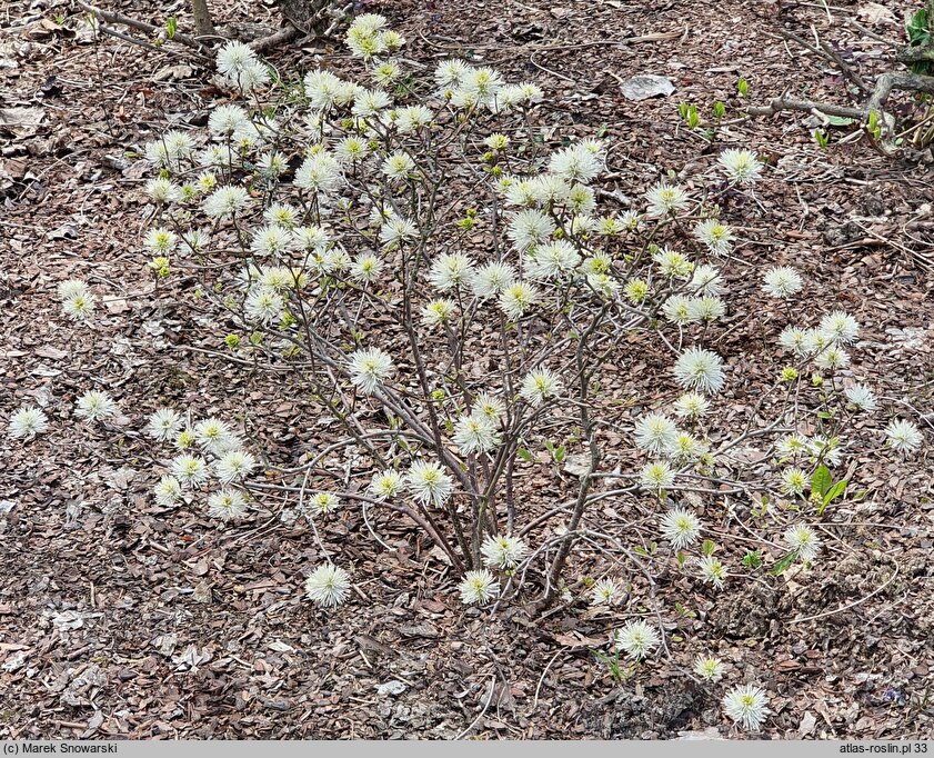 Fothergilla gardenii Blue Mist