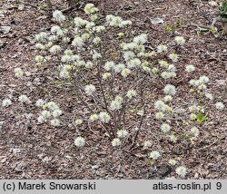 Fothergilla gardenii Blue Mist