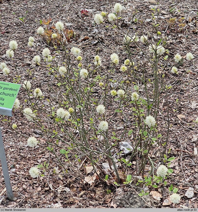 Fothergilla gardenii Brian Upchurch