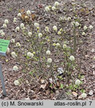 Fothergilla gardenii Brian Upchurch