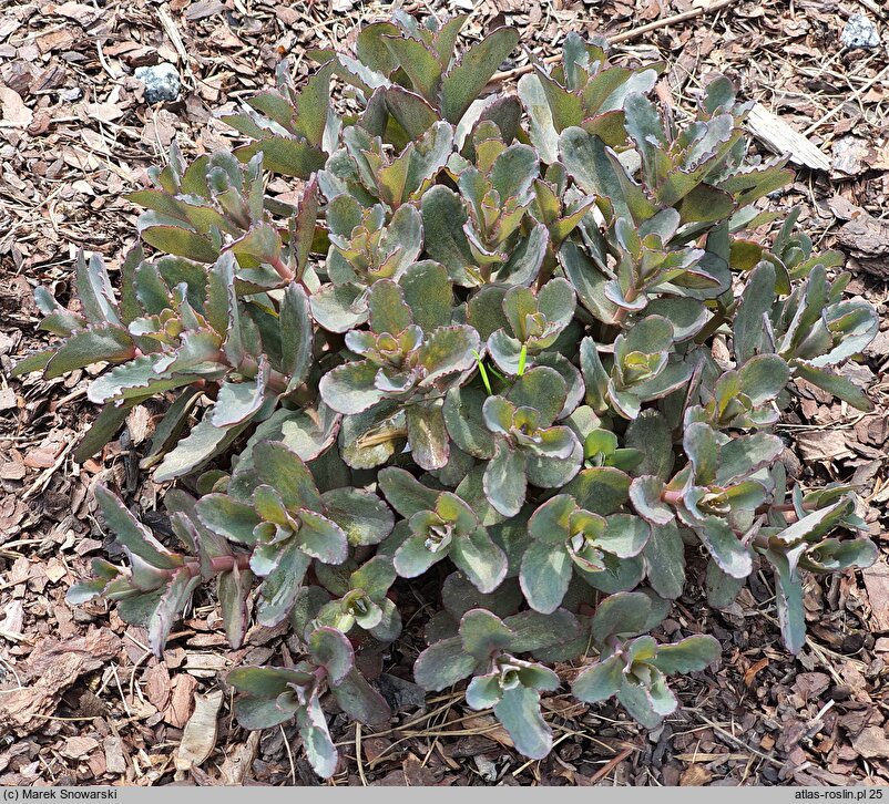 Sedum hort. Picolette