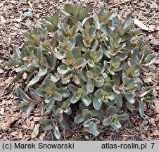 Sedum Picolette