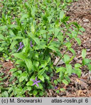 Vinca difformis (barwinek odmienny)