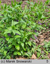 Vinca difformis (barwinek odmienny)