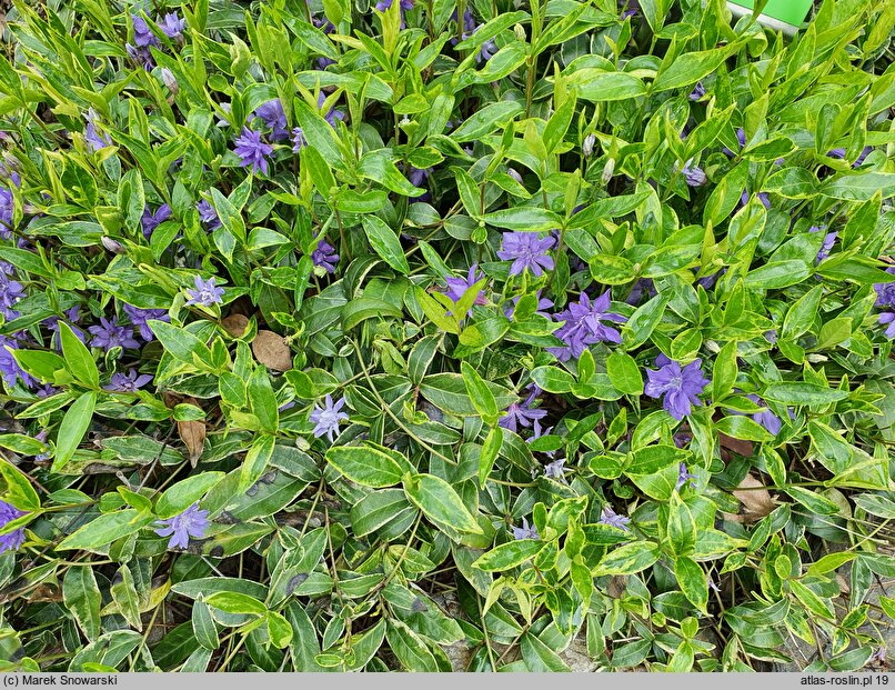 Vinca difformis (barwinek odmienny)