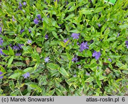 Vinca difformis (barwinek odmienny)