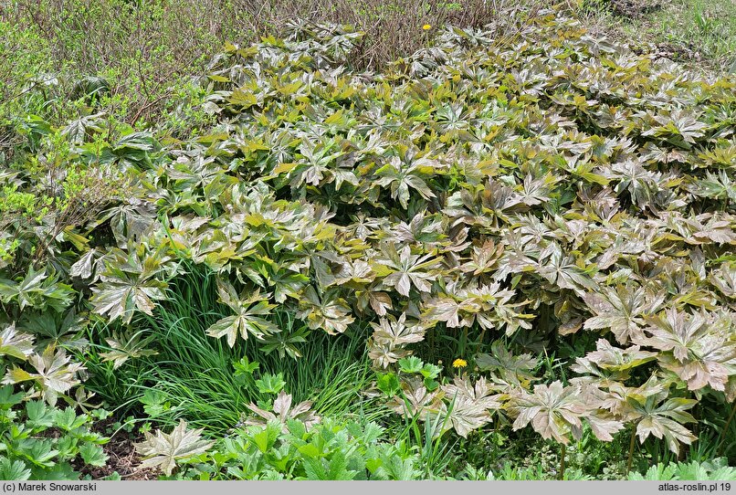 Podophyllum peltatum (stopowiec tarczowaty)