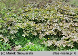 Podophyllum peltatum (stopowiec tarczowaty)