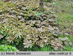 Podophyllum peltatum (stopowiec tarczowaty)