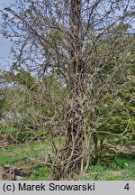 Wisteria floribunda Multijuga