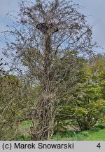 Wisteria floribunda Multijuga