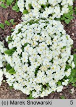 Primula vulgaris Alba Plena