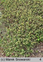 Rhododendron groenlandicum (bagno grenlandzkie)