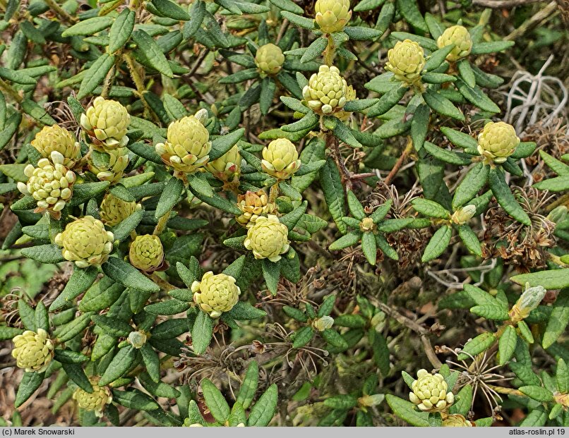 Rhododendron groenlandicum (bagno grenlandzkie)