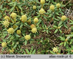 Rhododendron groenlandicum (bagno grenlandzkie)