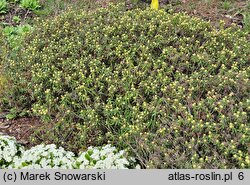 Rhododendron groenlandicum (bagno grenlandzkie)