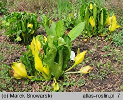 Lysichiton americanus (tulejnik amerykański)