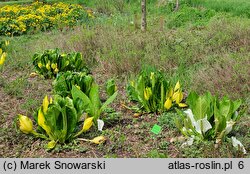 Lysichiton americanus (tulejnik amerykański)