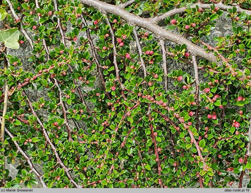 Cotoneaster horizontalis var. perpusillus (irga karłowata)