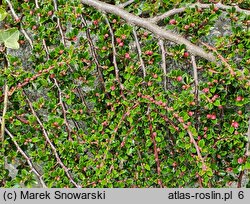 Cotoneaster horizontalis var. perpusillus (irga karłowata)